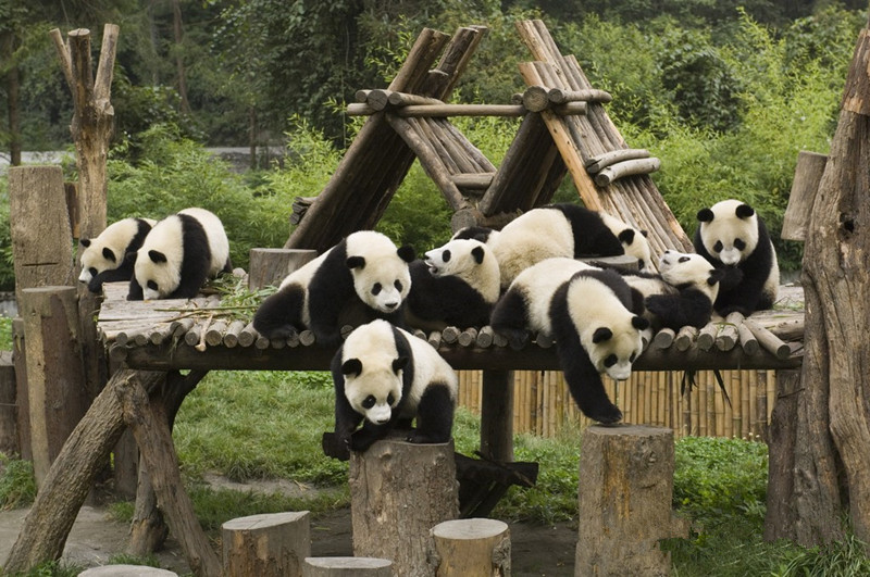 panda visit in chengdu china