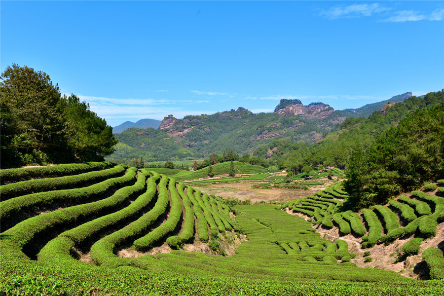 Royal Tea Garden In Wuyi Mountain Travel Review Entrance Tickets